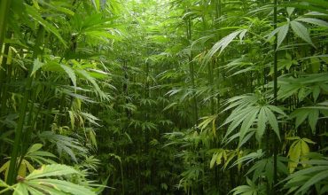摩洛哥大麻合法化——360度的分析