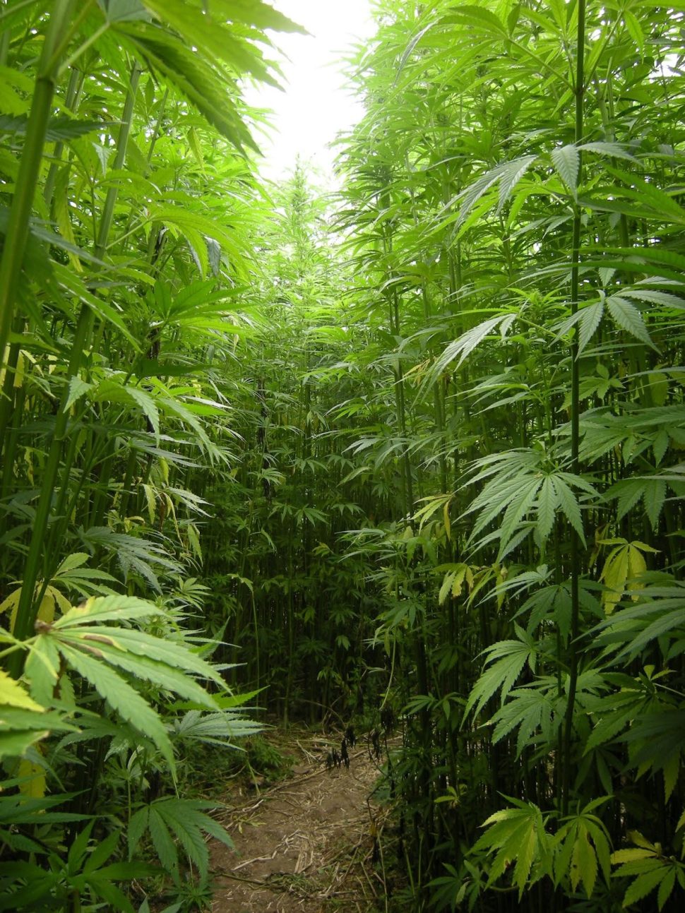 摩洛哥合法大麻 -  360度分析